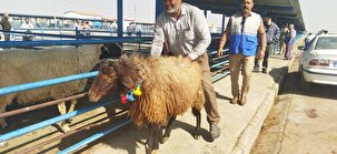 برگزاری جشنواره انتخاب قوچ برتر خراسان رضوی در نیشابور