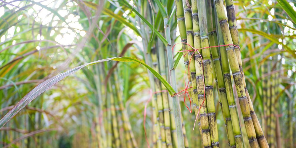 آتش زدن مزارع نیشکر برای جلوگیری از تلفات قندی در کارخانهها آتش زدن مزارع نیشکر برای جلوگیری از تلفات قندی در کارخانهها
