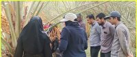 رصد و پایش میدانی باغات نخل شهرستان طبس