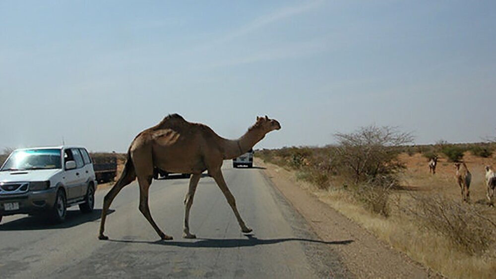 جمع آوری شترهای سرگردان از ابتدای آذر ماه در جاسک جمع آوری شترهای سرگردان از ابتدای آذر ماه در جاسک