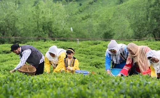 پایان برداشت برگ سبز چای در باغهای شمال کشور پایان برداشت برگ سبز چای در باغهای شمال کشور