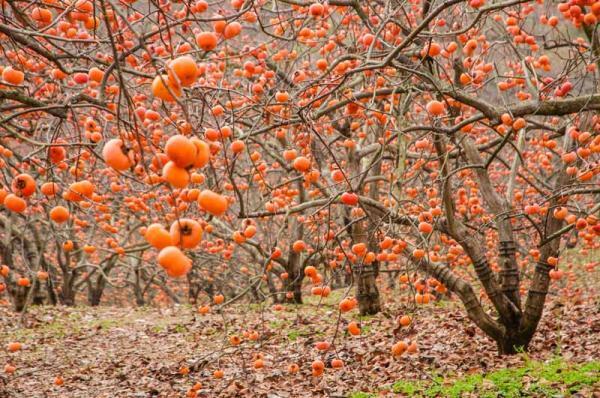 برداشت خرمالو از باغهای شهرستان استهبان برداشت خرمالو از باغهای شهرستان استهبان