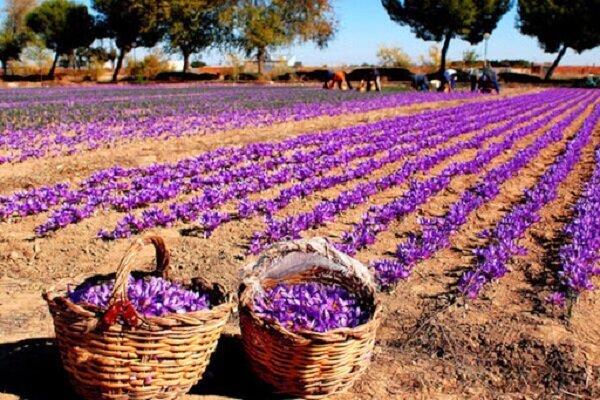 برداشت زعفران در استان کرمانشاه آغاز شد