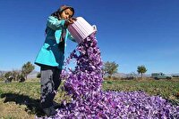 تولید بیش از ۹۰ درصد زعفران جهان در ایران