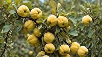 پیشبینی برداشت بیش از ۲۵۰ تُن بِه در آذربایجانغربی