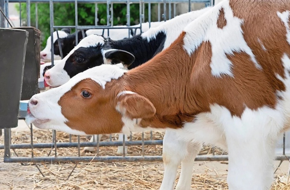 ** تنوع بخشی به خوراک دام با استفاده از نهاده های جایگزین