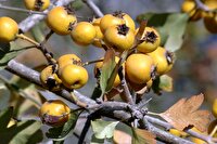 زالزالک آنتی اکسیدانی قدرتمند برای مبارزه باسرطان