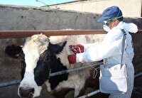 رئیس دامپزشکی: تب برفکی خطرناک اما مهار شدنی است