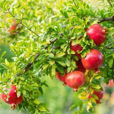 پیشبینی برداشت ۱۳ هزار تن در استان کرمانشاه پیشبینی برداشت ۱۳ هزار تن در استان کرمانشاه